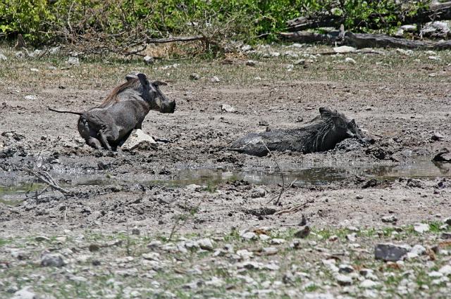 223 Etosha NP, woestijnknobbelzwijn.JPG